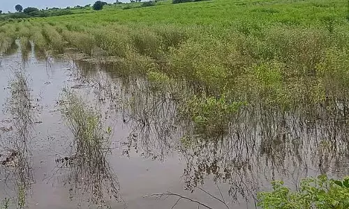 Karnataka : उपज में गिरावट से किसान चिंतित Karnataka : उपज में गिरावट से किसान चिंतित