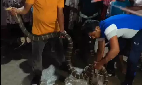 Ganjam: एक गौशाला से 10 फुट लंबा किंग कोबरा बचाया गया Ganjam: एक गौशाला से 10 फुट लंबा किंग कोबरा बचाया गया