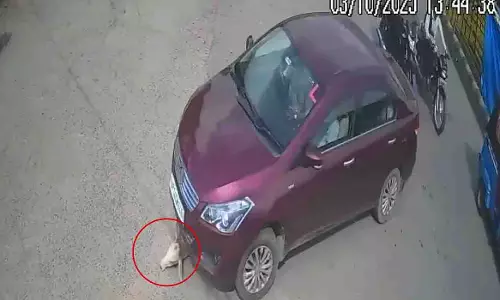 Uttar Pradesh: झांसी में सड़क पर बैठे बछड़े को कार ने कुचला