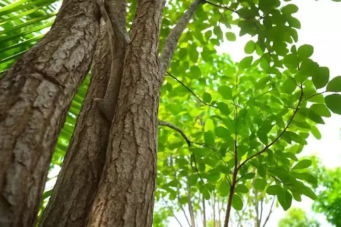 Kerala  निजी चंदन कटाई पर कानून बनाएगा वन मंत्री ए के ससीन्द्रन