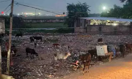 हवाई अड्डे पर असामान्य पक्षी गतिविधि के कारण Delhi-Chandigarh उड़ान वापस लौटी