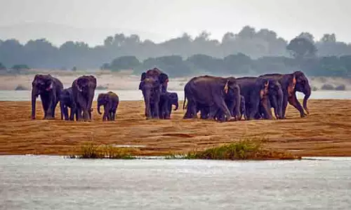 रन फॉर गजराज मैराथन से झारखंड में हाथी संरक्षण को नई रफ्तार