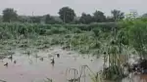 Haryana: टूटी सिद्धमुख ब्रांच नहर, एक हजार एकड़ फसल हुई जलमग्न Haryana: टूटी सिद्धमुख ब्रांच नहर, एक हजार एकड़ फसल हुई जलमग्न