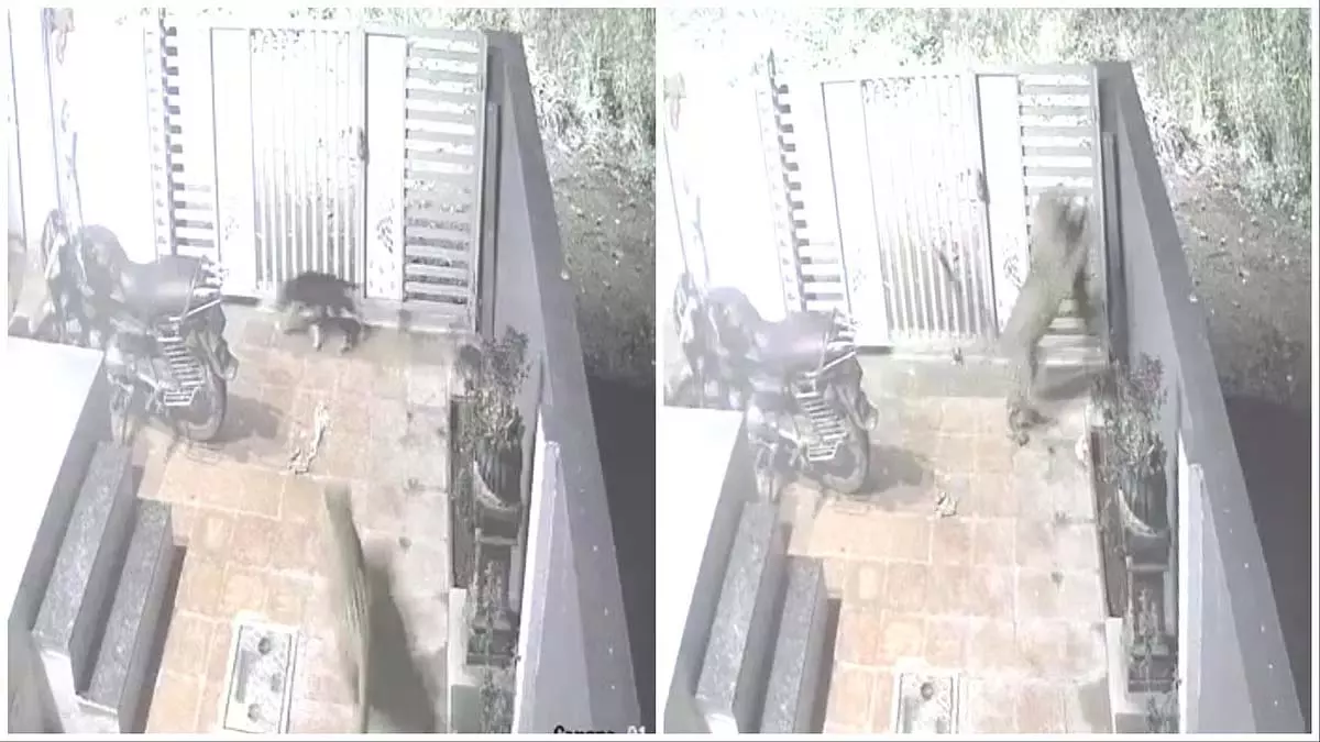 Pune : हिंजवडी के पास कसारसाई में एक घर में घुसा तेंदुआ Pune : हिंजवडी के पास कसारसाई में एक घर में घुसा तेंदुआ