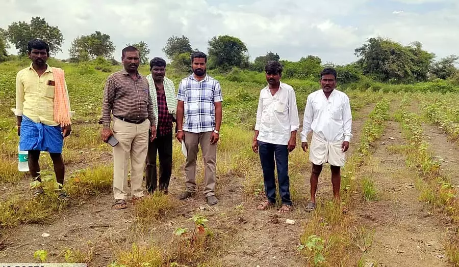 Karnataka : बारिश से कपास और चावल को नुकसान, किसान परेशान Karnataka : बारिश से कपास और चावल को नुकसान, किसान परेशान