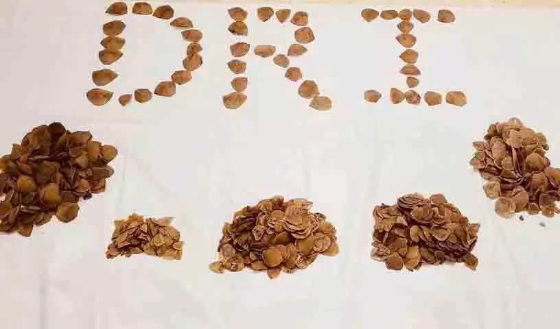 DRI ने हनमकोंडा में 6.53 kg पैंगोलिन स्केल जब्त किया, 4 गिरफ्तार DRI ने हनमकोंडा में 6.53 kg पैंगोलिन स्केल जब्त किया, 4 गिरफ्तार