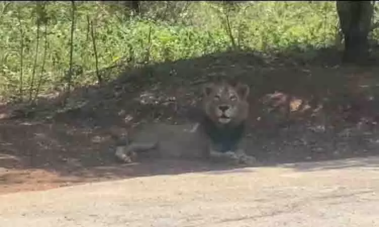 Vandalur Zoo में शेर लापता, ड्रोन से तलाश जारी Vandalur Zoo में शेर लापता, ड्रोन से तलाश जारी