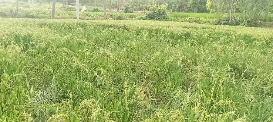 Bangarpet : जंगली सूअरों का प्रकोप, चावल की फसल नष्ट Bangarpet : जंगली सूअरों का प्रकोप, चावल की फसल नष्ट