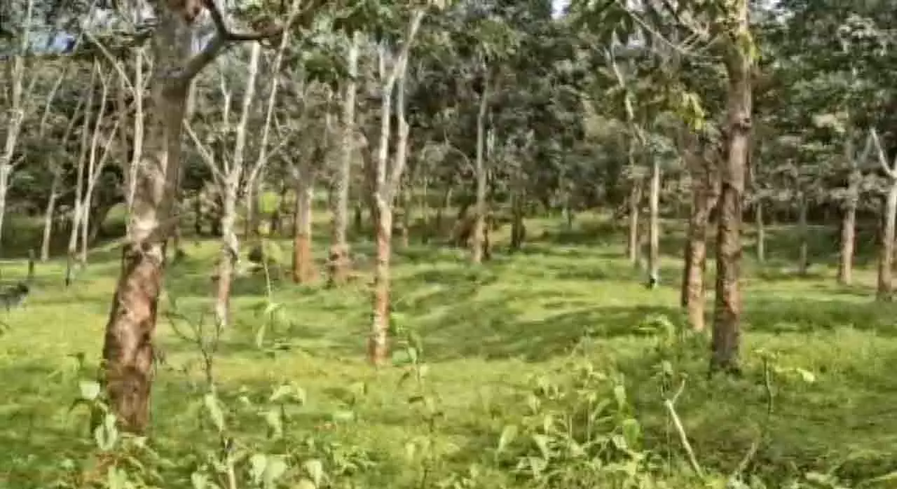 रबर की खेती ने Gajapati के आदिवासी किसानों के जीवन में बदलाव लाया रबर की खेती ने Gajapati के आदिवासी किसानों के जीवन में बदलाव लाया