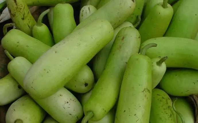 लौकी के फायदे: आपके स्वास्थ्य के लिए पौष्टिकता का एक ज़रिया लौकी के फायदे: आपके स्वास्थ्य के लिए पौष्टिकता का एक ज़रिया