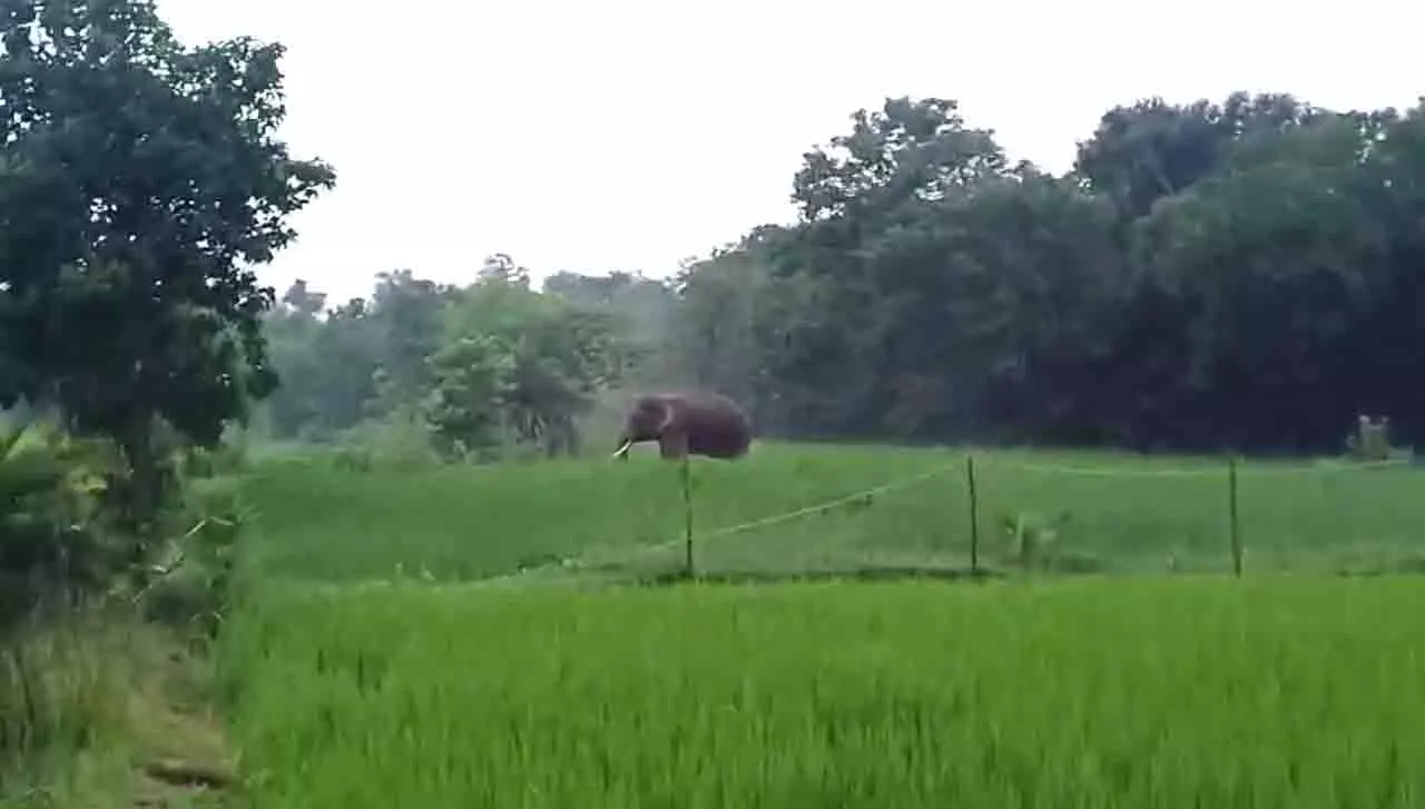 Odisha: गांव में जंगली हाथियों ने मचाई तबाही, घर और फसलें बर्बाद Odisha: गांव में जंगली हाथियों ने मचाई तबाही, घर और फसलें बर्बाद