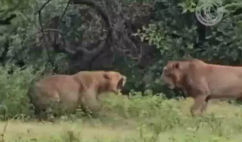 नर शेर ने मादा शेर पर हमला किया.. फिर क्या हुआ? नर शेर ने मादा शेर पर हमला किया.. फिर क्या हुआ?