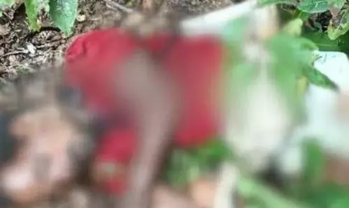 चरवाहे को जंगली हाथियों ने कुचला, मौत