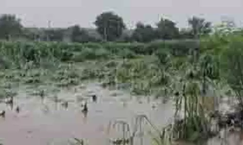 Haryana: टूटी सिद्धमुख ब्रांच नहर, एक हजार एकड़ फसल हुई जलमग्न Haryana: टूटी सिद्धमुख ब्रांच नहर, एक हजार एकड़ फसल हुई जलमग्न