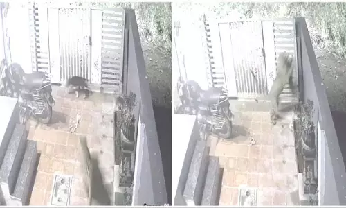 Pune : हिंजवडी के पास कसारसाई में एक घर में घुसा तेंदुआ Pune : हिंजवडी के पास कसारसाई में एक घर में घुसा तेंदुआ