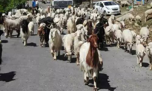 Himachal: पाले से खेतों तक, चरवाहों की शीतकालीन यात्रा शुरू