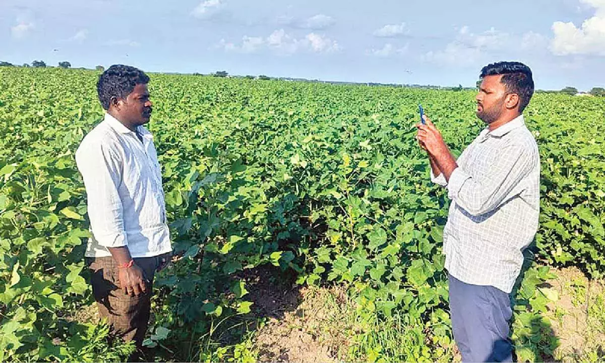 Andhra: ई-फसल पंजीकरण की समय सीमा अक्टूबर के अंत तक बढ़ाई गई