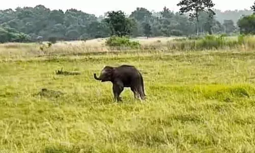 Keonjhar लंगड़े हाथी के बच्चे के इलाज में देरी से चिंता बढ़ी