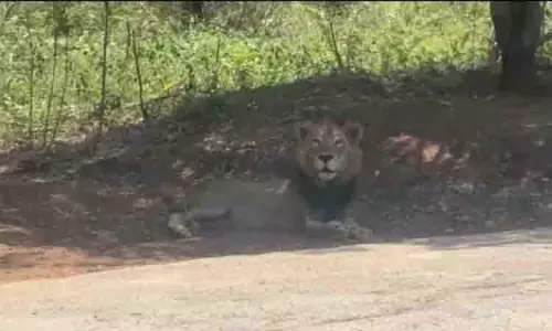 Vandalur Zoo में शेर लापता, ड्रोन से तलाश जारी