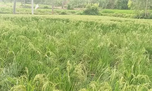 Bangarpet : जंगली सूअरों का प्रकोप, चावल की फसल नष्ट Bangarpet : जंगली सूअरों का प्रकोप, चावल की फसल नष्ट