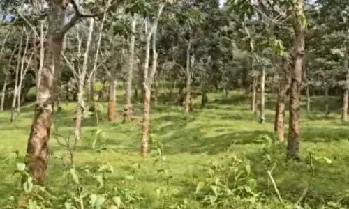 रबर की खेती ने Gajapati के आदिवासी किसानों के जीवन में बदलाव लाया रबर की खेती ने Gajapati के आदिवासी किसानों के जीवन में बदलाव लाया