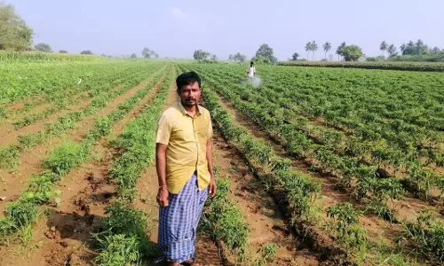 Churu: भानीपुरा व राजगढ़ तहसील के काश्तकार फसल खराबे के डाटा पोर्टल पर करवाएं अपलोड