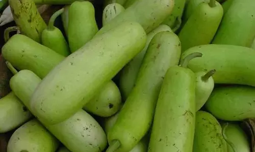 लौकी के फायदे: आपके स्वास्थ्य के लिए पौष्टिकता का एक ज़रिया