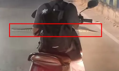 रायपुर की सड़कों पर दिखा विशालकाय अजगर, देखें VIDEO...
