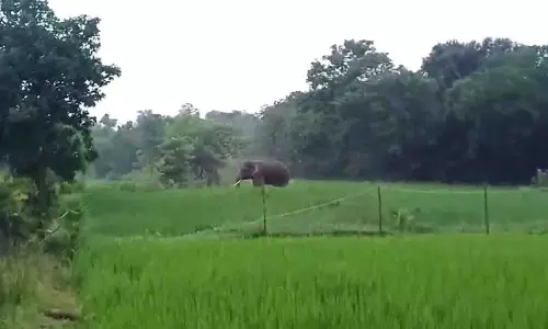 Odisha: गांव में जंगली हाथियों ने मचाई तबाही, घर और फसलें बर्बाद Odisha: गांव में जंगली हाथियों ने मचाई तबाही, घर और फसलें बर्बाद