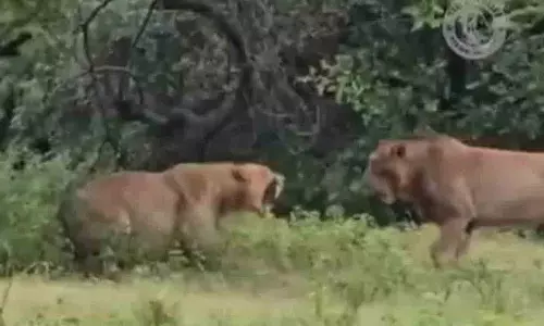 नर शेर ने मादा शेर पर हमला किया.. फिर क्या हुआ? नर शेर ने मादा शेर पर हमला किया.. फिर क्या हुआ?