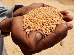 FAO: अनाज उत्पादन, उपयोग, स्टॉक और व्यापार में बढ़ोतरी की उम्मीद