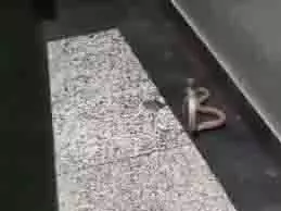Noida: सोसाइटी की लिफ्ट में निकला जहरीला सांप,मचा हड़कंप Noida: सोसाइटी की लिफ्ट में निकला जहरीला सांप,मचा हड़कंप