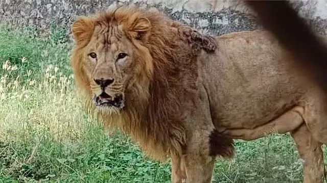 Tamil Nadu : वंडालूर पार्क में लापता शेर शेरिया की तलाश जोरों पर Tamil Nadu : वंडालूर पार्क में लापता शेर शेरिया की तलाश जोरों पर