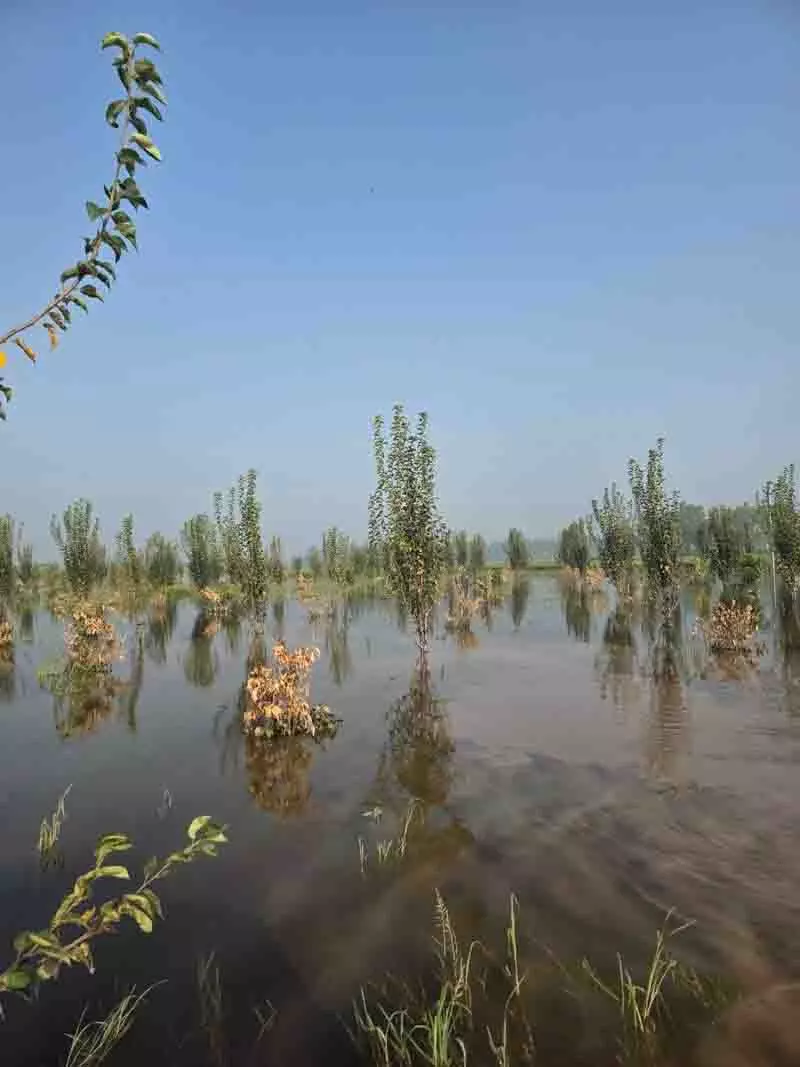 Gurdaspur, अमृतसर में बाढ़ से फूलगोभी और नाशपाती की फसल को नुकसान Gurdaspur, अमृतसर में बाढ़ से फूलगोभी और नाशपाती की फसल को नुकसान