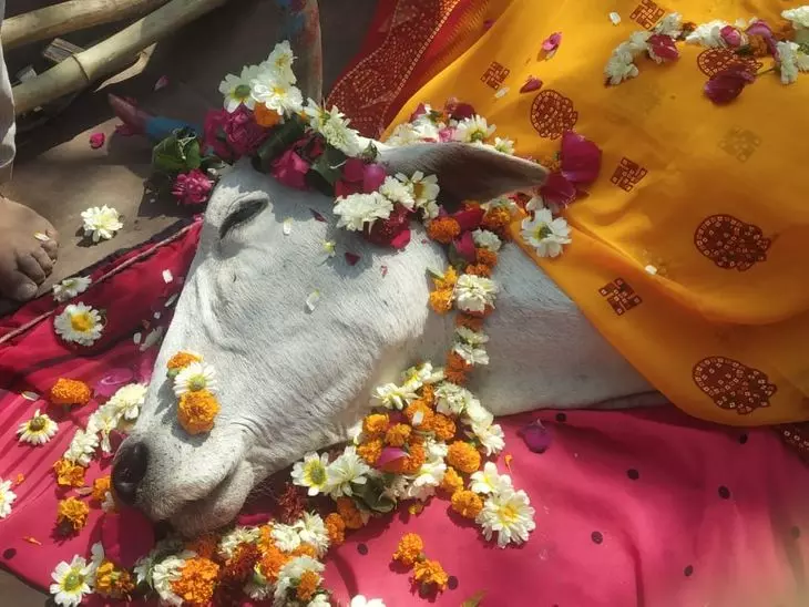 Farrukhabad: गौ रक्षा दल ने कराया गाय का अंतिम संस्कार, मौत सर्पदंश से Farrukhabad: गौ रक्षा दल ने कराया गाय का अंतिम संस्कार, मौत सर्पदंश से