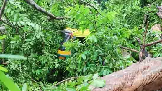 Bengaluru: हेसरघट्टा रोड पर पेड़ गिरने से स्कूटर पर सवार युवती की मौत Bengaluru: हेसरघट्टा रोड पर पेड़ गिरने से स्कूटर पर सवार युवती की मौत