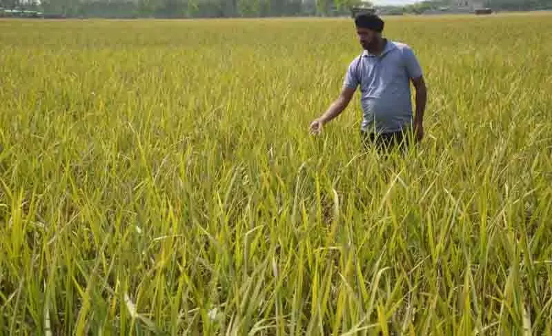 Ludhiana: बारिश की चेतावनी से किसानों में दहशत, धान की फसल को नया खतरा Ludhiana: बारिश की चेतावनी से किसानों में दहशत, धान की फसल को नया खतरा