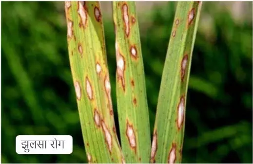 धान की फसलों में मंडराया झुलसा रोग का खतरा धान की फसलों में मंडराया झुलसा रोग का खतरा
