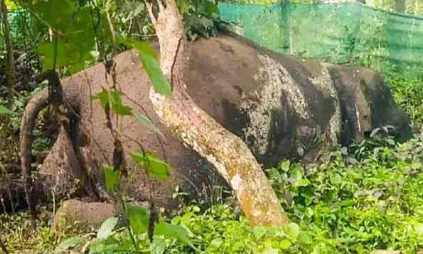 Kerala : पलाप्पिल्ली नादम्पदम में जंगली हाथी का शव मिला Kerala : पलाप्पिल्ली नादम्पदम में जंगली हाथी का शव मिला