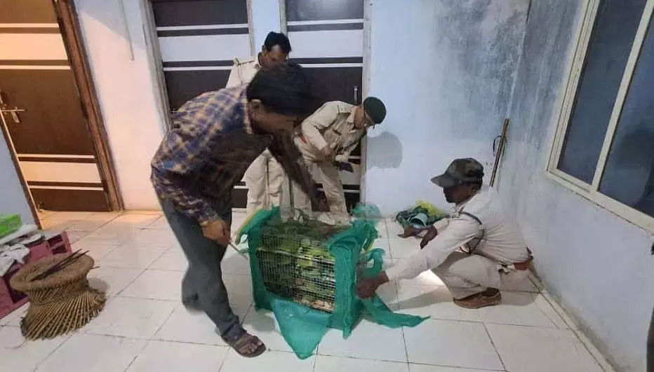 MP : धार में 135 तोतों की तस्करी करते दो लोग गिरफ्तार, पिंजरे में 12 पक्षी मृत पाए गए MP : धार में 135 तोतों की तस्करी करते दो लोग गिरफ्तार, पिंजरे में 12 पक्षी मृत पाए गए