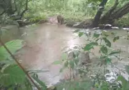 सारंडा जंगल में माओवादियों के IED ब्लास्ट में हाथी गंभीर रूप से घायल सारंडा जंगल में माओवादियों के IED ब्लास्ट में हाथी गंभीर रूप से घायल