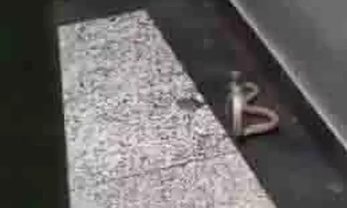 Noida: सोसाइटी की लिफ्ट में निकला जहरीला सांप,मचा हड़कंप Noida: सोसाइटी की लिफ्ट में निकला जहरीला सांप,मचा हड़कंप