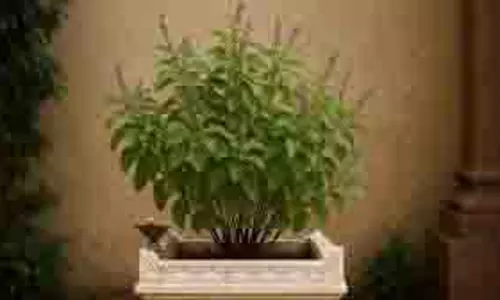 Tulsi Plant: कार्तिक माह में तुलसी के पास जरूर रखें ये चीजें, खूब आएगा धन Tulsi Plant: कार्तिक माह में तुलसी के पास जरूर रखें ये चीजें, खूब आएगा धन