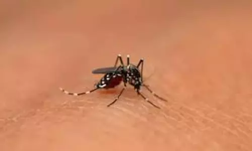 Bhopal: डेंगू के बाद चिकनगुनिया ने घेरा, सतर्क रहें लोग Bhopal: डेंगू के बाद चिकनगुनिया ने घेरा, सतर्क रहें लोग