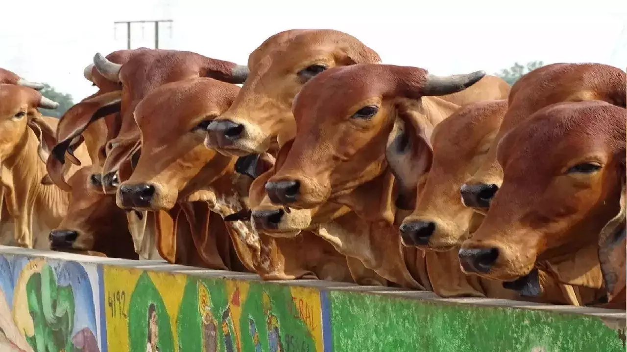 Bareilly: सीबीगंज कान्हा गोशाला का निरीक्षण, आयोग के सदस्य पहुंचे Bareilly: सीबीगंज कान्हा गोशाला का निरीक्षण, आयोग के सदस्य पहुंचे