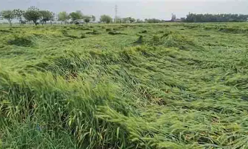 Ferozepur में 40 हजार एकड़ में उपज नष्ट Ferozepur में 40 हजार एकड़ में उपज नष्ट