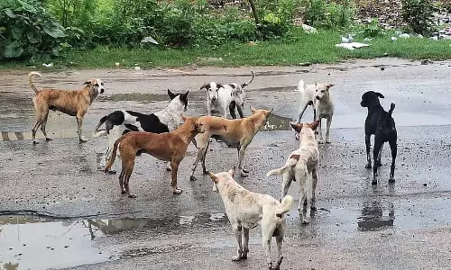 Hassan : जातिवार जनगणना के दौरान आवारा कुत्तों ने एक शिक्षक समेत 8 लोगों पर हमला किया