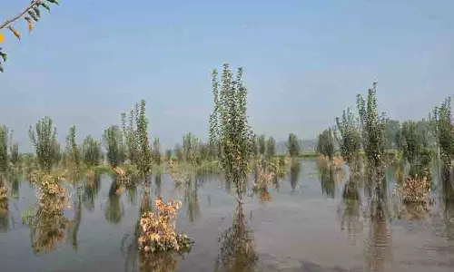 Gurdaspur, अमृतसर में बाढ़ से फूलगोभी और नाशपाती की फसल को नुकसान