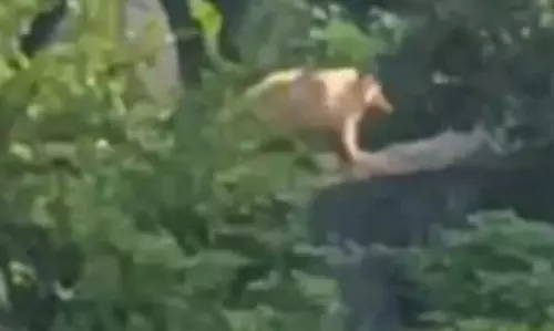 सफेद भालू देखने उमड़ी भीड़, मरवाही वनमंडल में अलर्ट