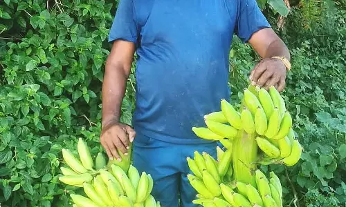 इलायची केला: प्रति एकड़ ₹6 लाख की आय